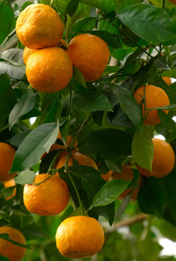 usos naranja amarga