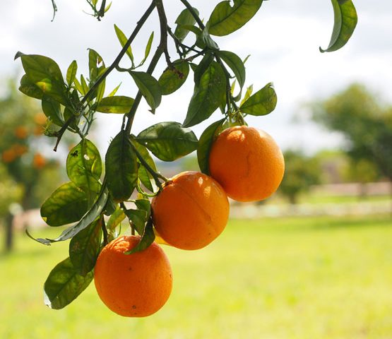 necesidades de vitamina c